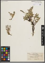 Foto von Salix petrophila Rydb.